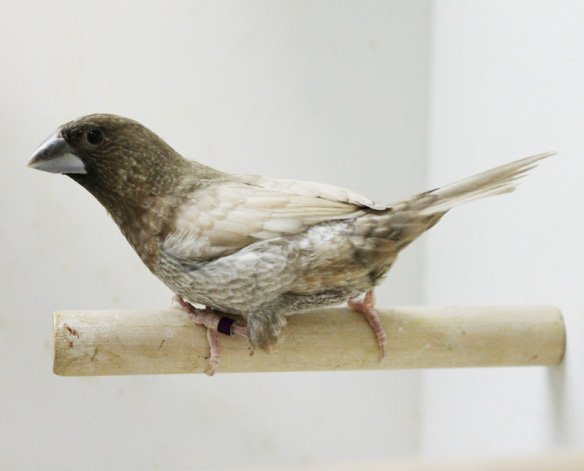 Moka bruno pastello (maschio)