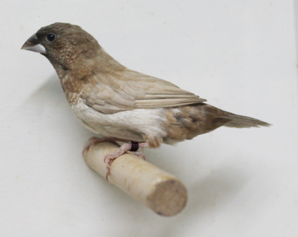 Moka bruno pastello ali chiare non in standard (maschio)