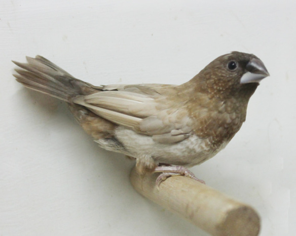 Moka bruno pastello ali chiare non in standard (maschio)