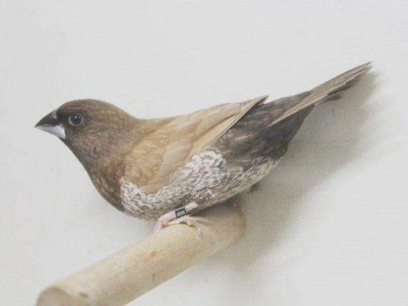 Moka bruno pastello (maschio)