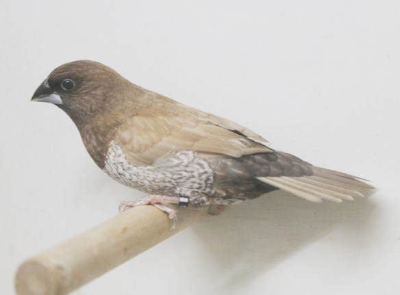 Moka bruno pastello (maschio)