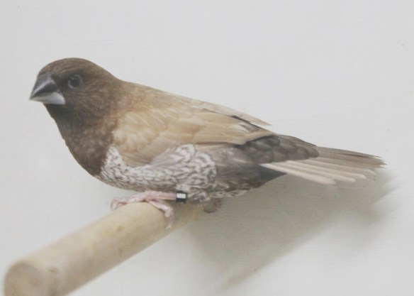 Moka bruno pastello (maschio)