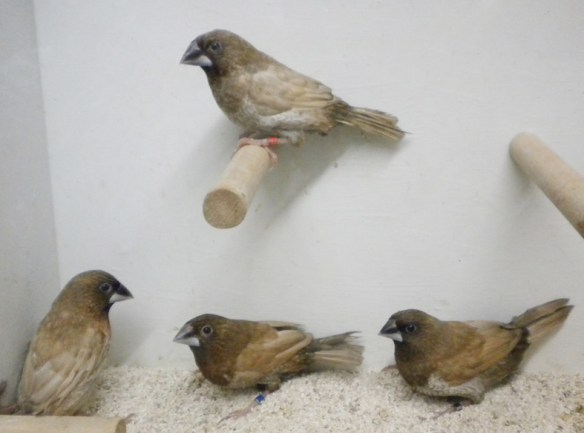 4 moka bruno pastello