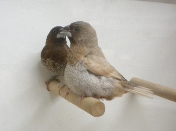 Moka bruno pastello e moka bruno a confronto