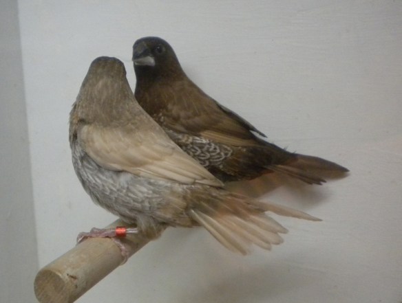 Moka bruno pastello e moka bruno a confronto