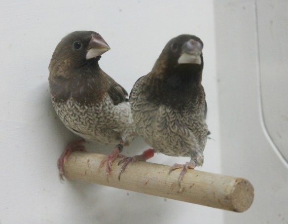 Nero bruno pastello e nero bruno portatore di pastello a confronto