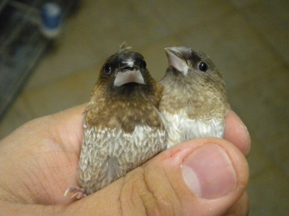 Moka bruno pastello ali chiare non in standard e moka bruno pastello a confronto