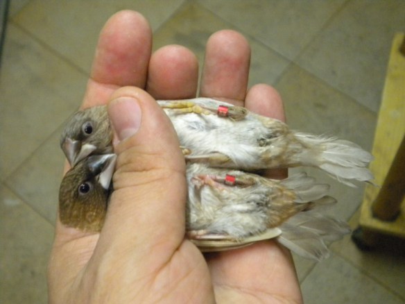 Moka bruno pastello ali chiare non in standard e moca bruno pastello a confronto