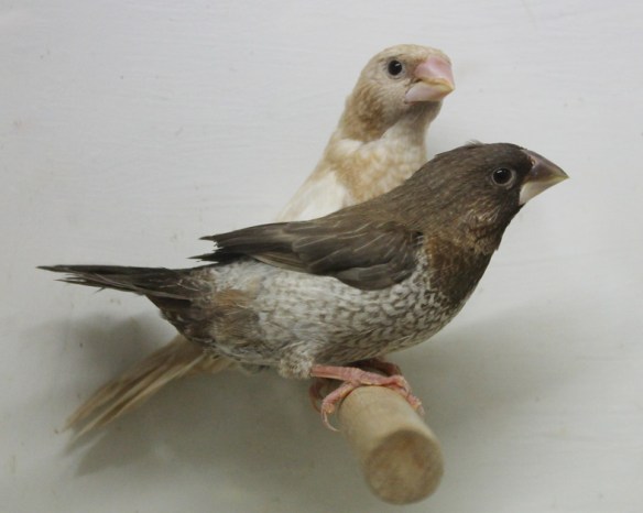 Nero bruno pastello e rosso bruno pastello a confronto