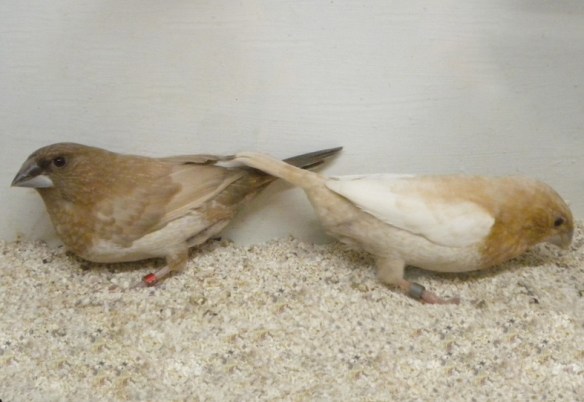 Moka bruno pastello ali chiare non in standard e rosso bruno pastello ali chiare a confronto