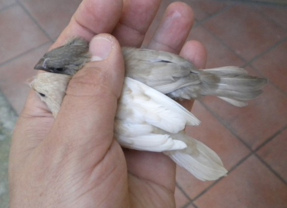Giovani moka bruno pastello ali chiare non in standard e rosso bruno pastello ali chiare a confronto
