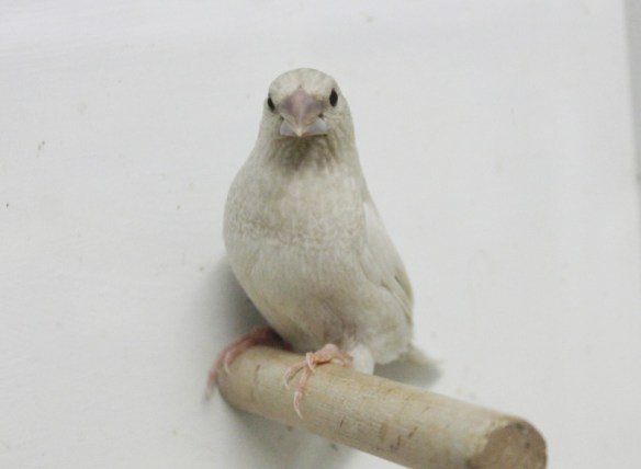 Rosso grigio pastello (maschio)