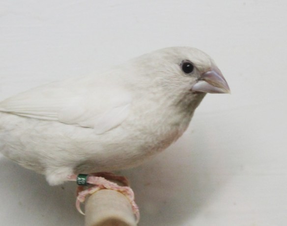 Rosso grigio pastello (maschio)