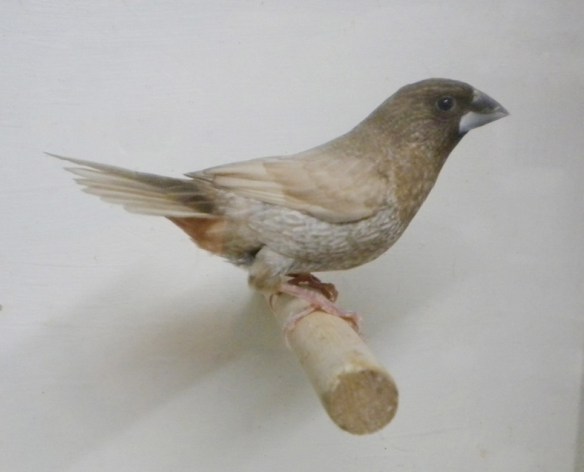 Moka bruno pastello (maschio)