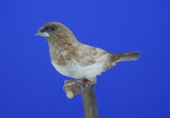 Moka bruno pastello ali chiare non in standard (maschio)