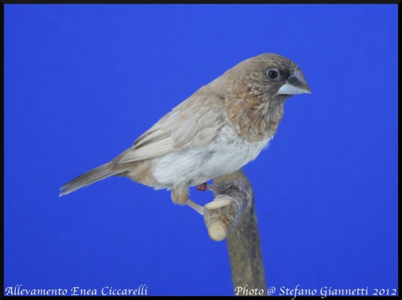 Moka bruno pastello ali chiare non in standard (maschio)