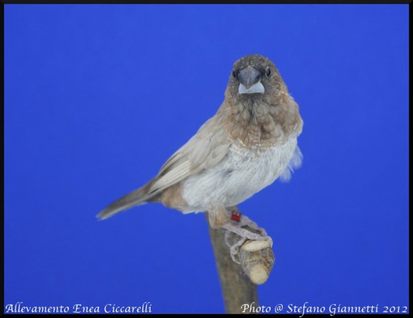 Moka bruno pastello ali chiare non in standard (maschio)