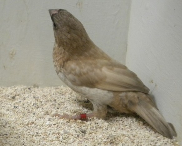 Moka bruno pastello ali chiare non in standard (maschio)