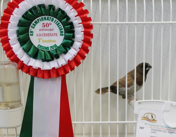 Campionato Italiano Cesena 2014 (1° class. cat. pastello)