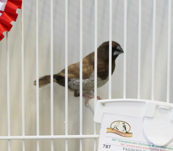 Campionato Italiano Cesena 2014 (1° class. cat. pastello)