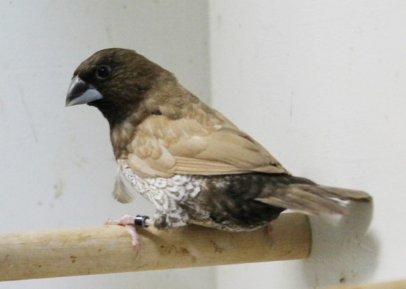 Moka bruno pastello (Campione Italiano 2014)