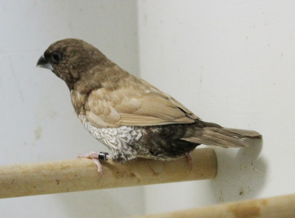 Moka bruno pastello (Campione Italiano 2014)