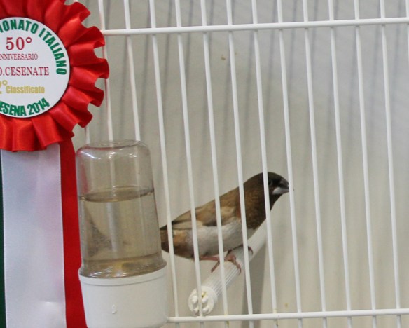 Campionato Italiano Cesena 2014 (2° class. cat. pastello ala chiara)