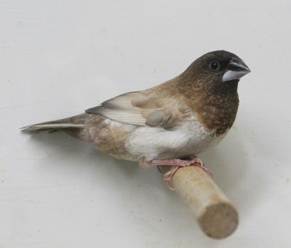 Moka bruno pastello ali chiare (2° class. Campionato Italiano 2014)