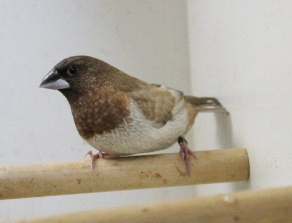 Moka bruno pastello ali chiare (2° class. Campionato Italiano 2014)