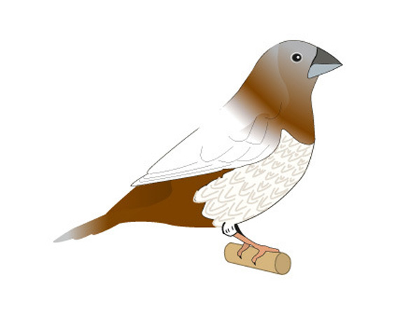 disegno di ipotetico nero bruno pastello ali chiare