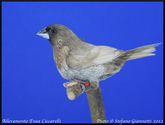 Moka bruno pastello (maschio)