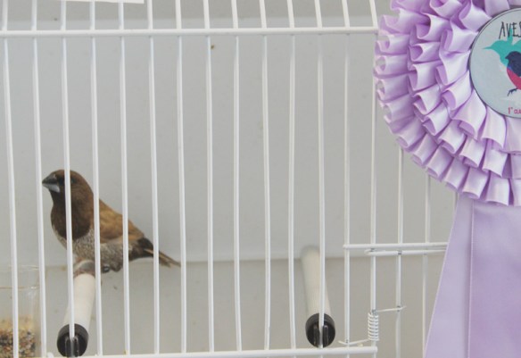 Exotica 2013 (1° clas. cat. pastello)