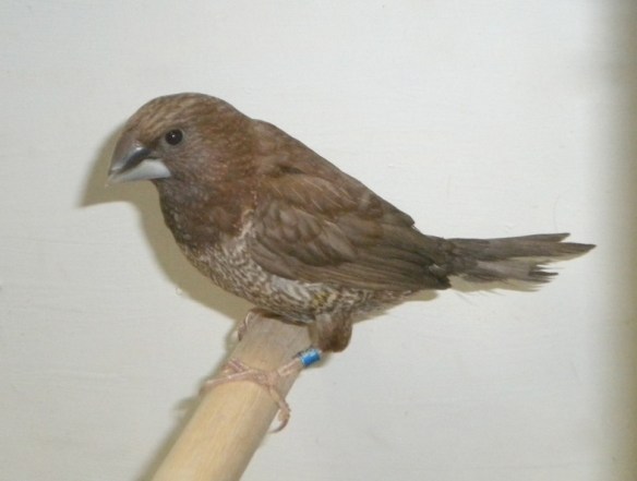 Nero bruno pastello portatore di moka bruno