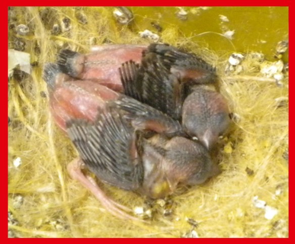 Nero bruno pastello a 10 giorni