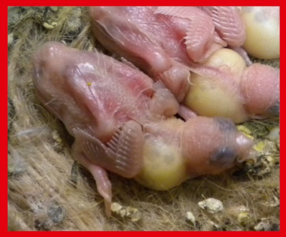 Rosso grigio pastello a 7 giorni