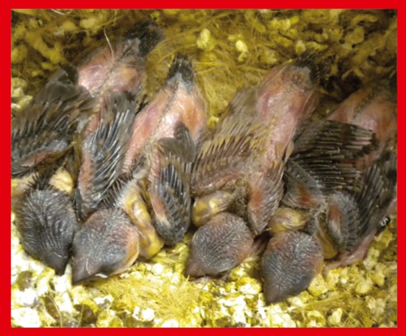 Moka bruno pastello e moka bruno a 15 giorni