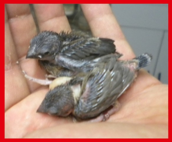 Nero bruno pastello a 15 giorni