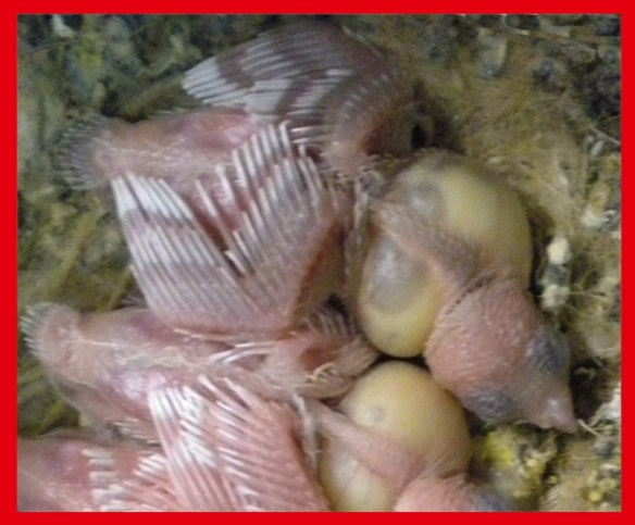 Rosso grigio pastello a 10 giorni