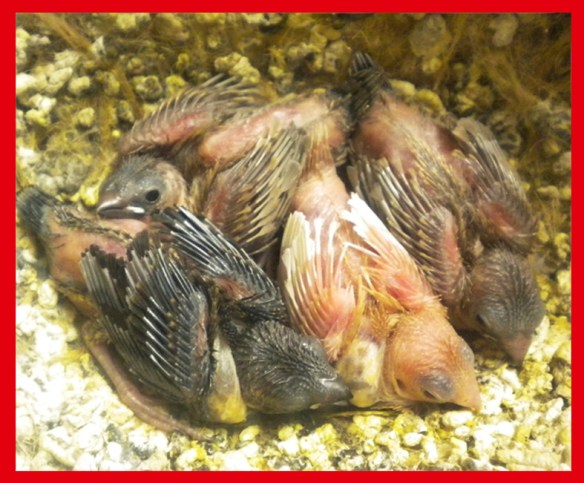 Due moka bruno pastello a. ch., un rosso bruno pastello a. ch., un nero bruno a 12 giorni