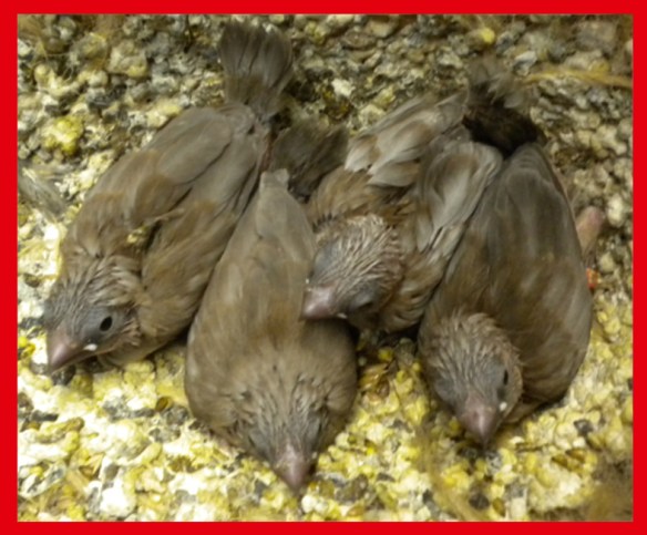 Nero bruno pastello a 25 giorni