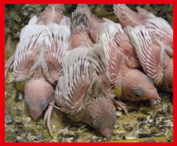 Rosso grigio pastello insieme a bianchi a 15 giorni