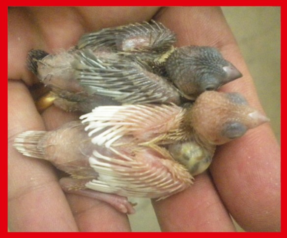 Moka bruno pastello a. ch. e un rosso bruno pastello a. ch. a 15 giorni