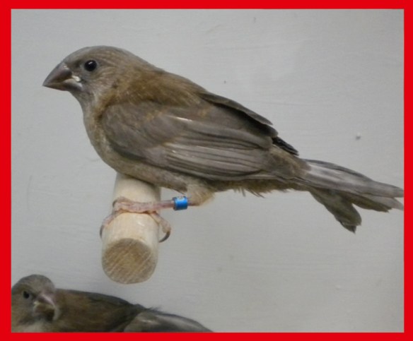 Nero bruno pastello a 30 giorni