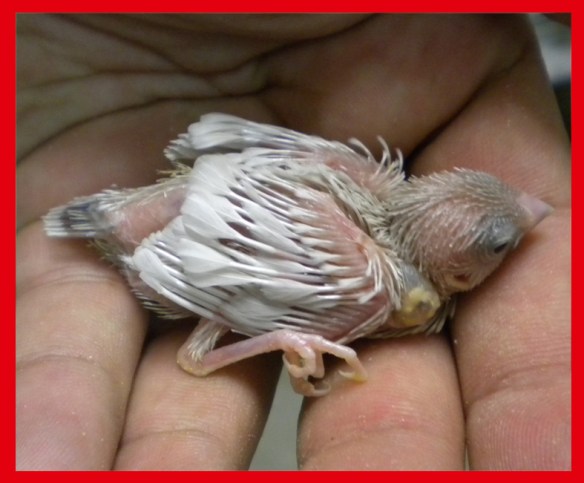 Rosso grigio pastello a 15 giorni