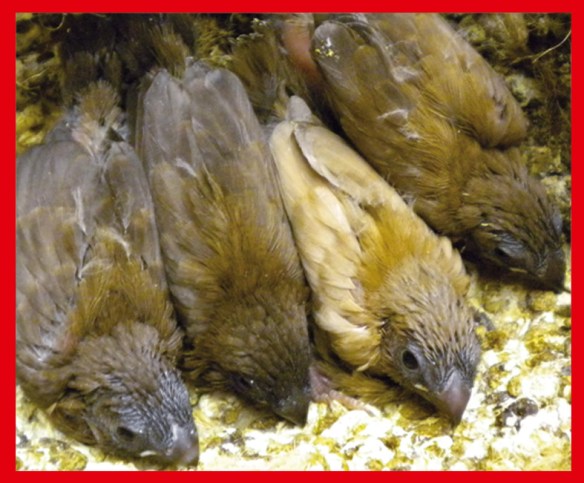 Moka bruno pastello e moka bruno a 25 giorni