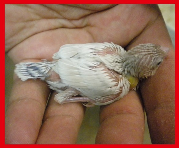 Rosso grigio pastello a 20 giorni