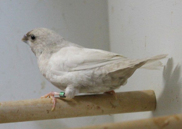 Rosso grigio pastello (femmina)