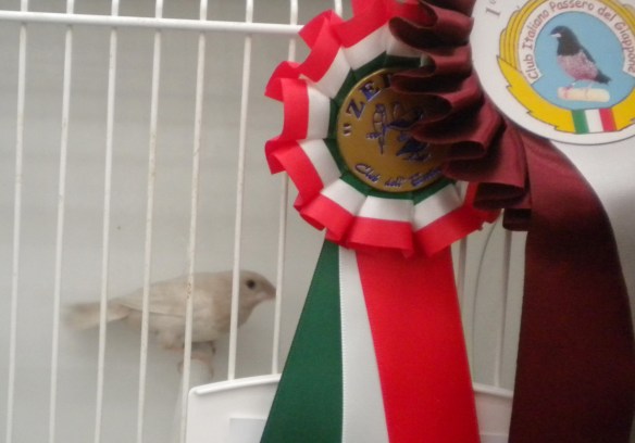 Zebras 2012 (1° class. rosso grigio pastello)