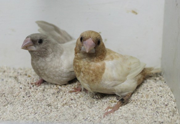 Rosso grigio pastello ali chiare e rosso bruno pastello ali chiare a confronto