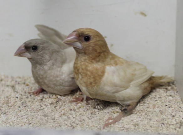 Rosso grigio pastello ali chiare e rosso bruno pastello ali chiare a confronto